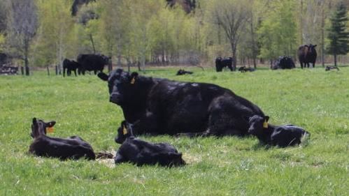 Calf scours signal that animal husbandry needs evaluating